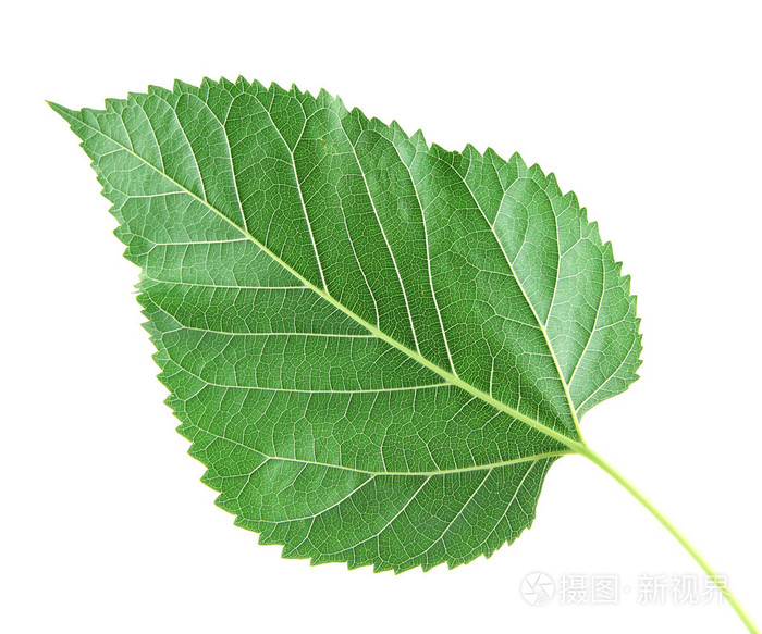 桑叶孤立的白色背景上