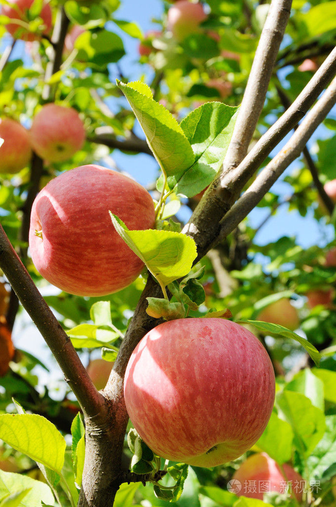 一棵树上的红苹果