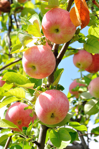 果实红, 绿, 黄色调和颜色, 收获成熟的红苹果挂在树上树上苹果士开