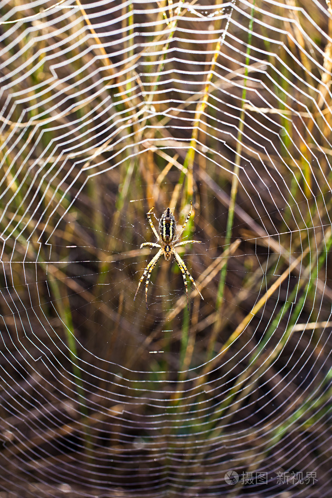 在蛛网上蜘蛛