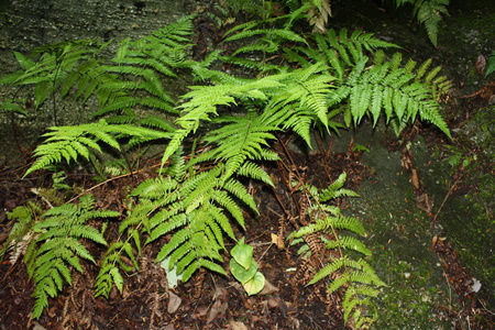 野生的蕨类植物