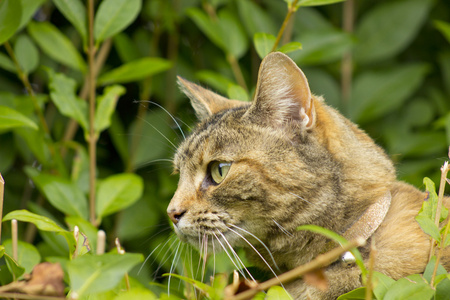 虎斑猫图片