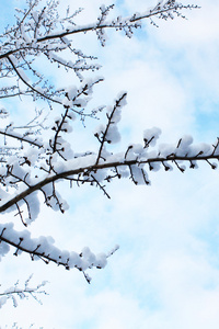 雪中的树