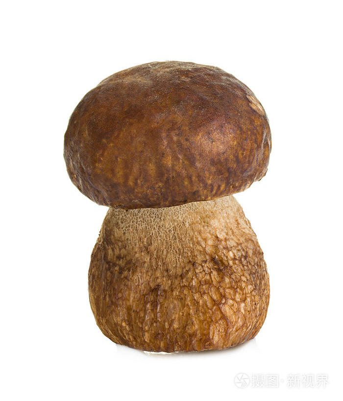 牛肝菌孤立的白色背景上的蕈菇
