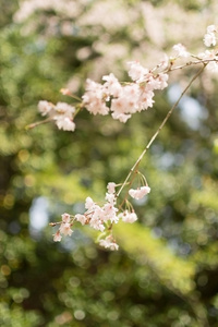 樱花花瓣的特写镜头