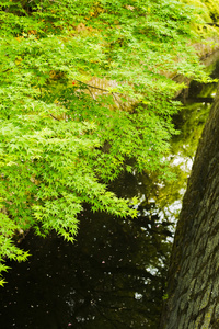小溪边的绿色枫树