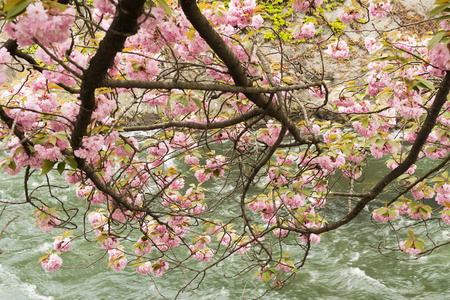 樱花和急流