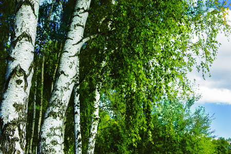 森林桦木
