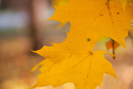 黄色的秋天的树叶在树上