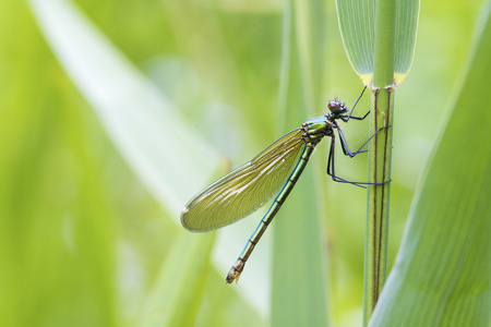  demoiselle