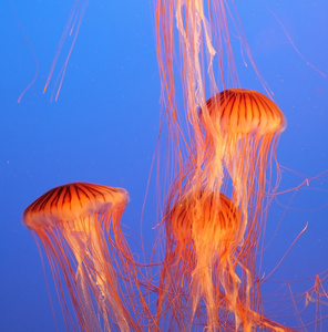 在水族馆  水母