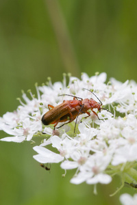 甲虫Rhagonycha Fulva