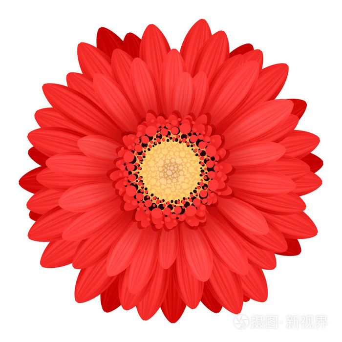 五颜六色的非洲菊头花插画-正版商用图片1gj1dy-摄图新视界