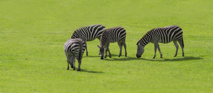 斑马  s 在草地上吃草