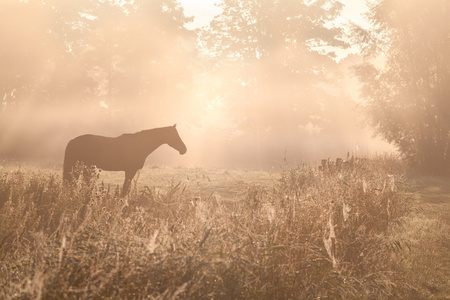 马 sulhouette 在雾蒙蒙的阳光下