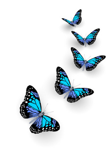 五个蝴蝶图片