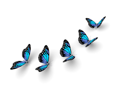 五个蝴蝶