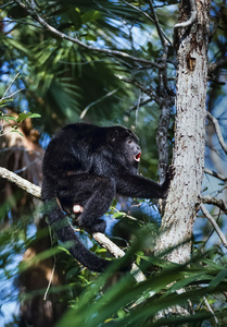 在热带森林里的一棵树上的野生猴子