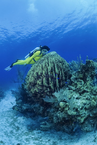 大花瓶海绵的潜水员