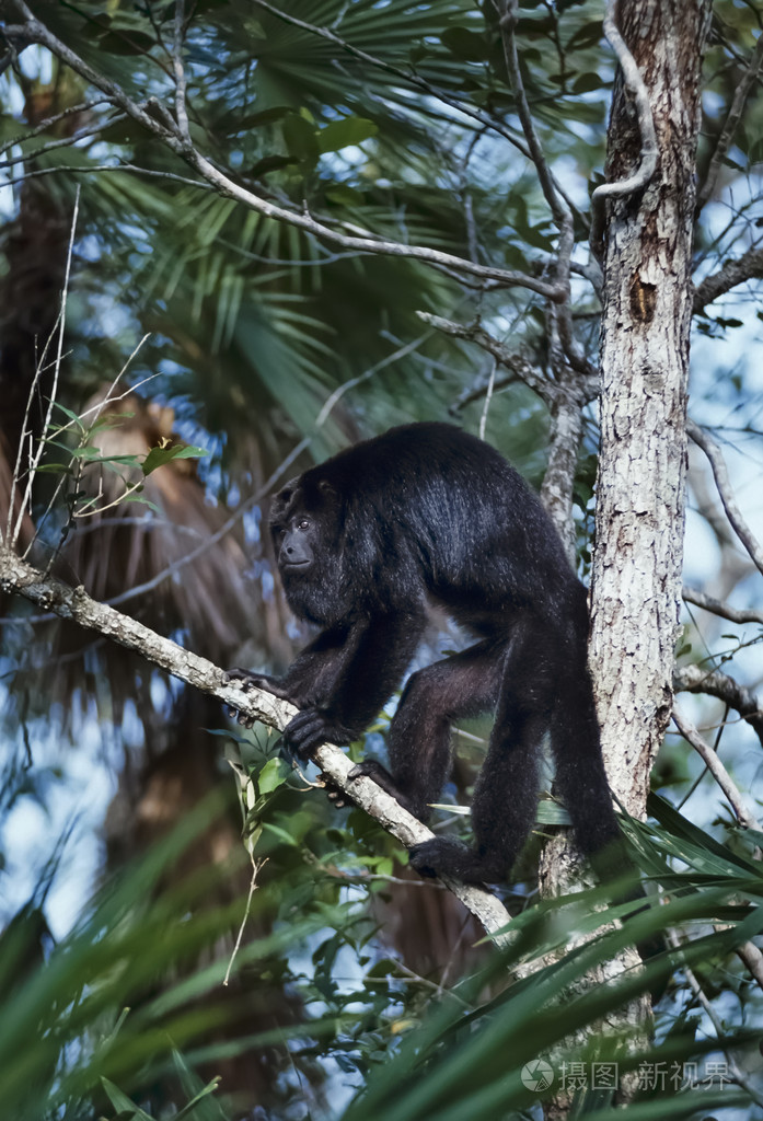 在雨林里的一棵树上的野生猴子
