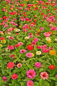 盛开在花园里手画百日草花