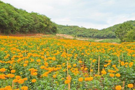 万寿菊花卉