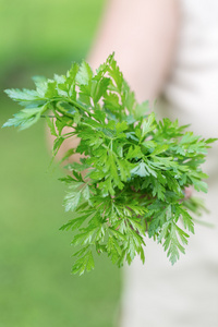 女人手里拿着真正的新鲜有机欧芹