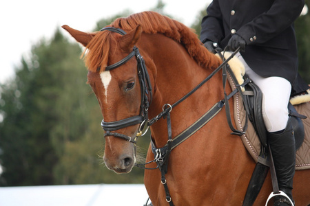 马笼头匹棕色的马画像照片