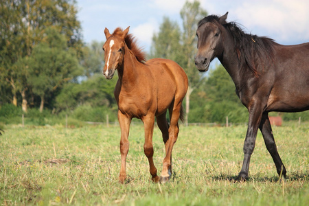 黑色的小马驹图片