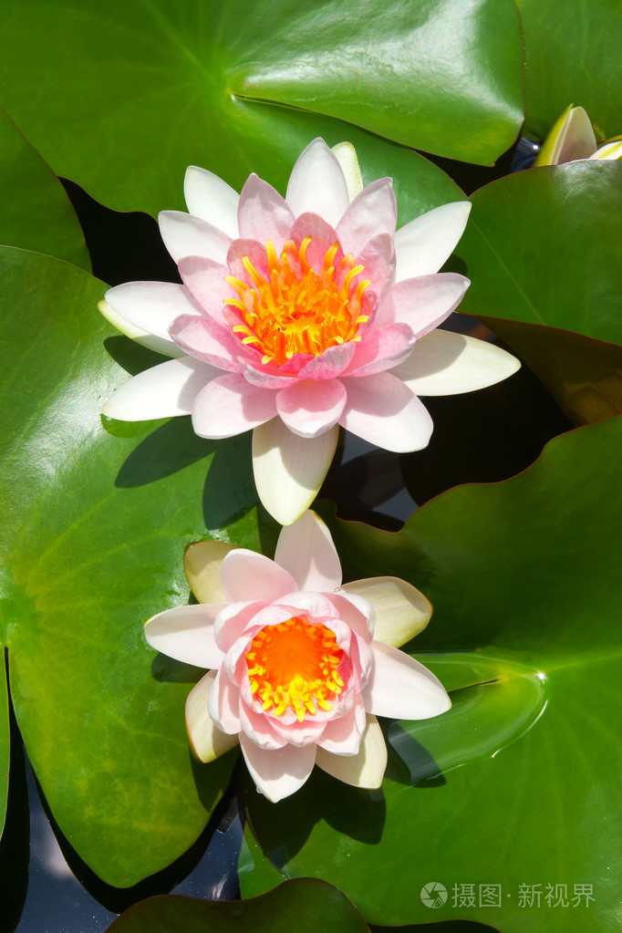 美丽的睡莲混合花