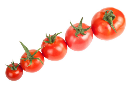 西红柿建造隔离在白色背景上的行中