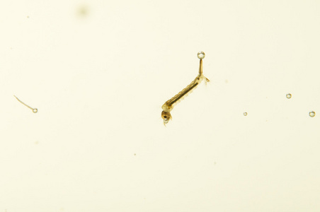 蚊子幼虫 幼体图片