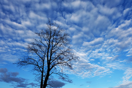在蓝色天空背景的银色树