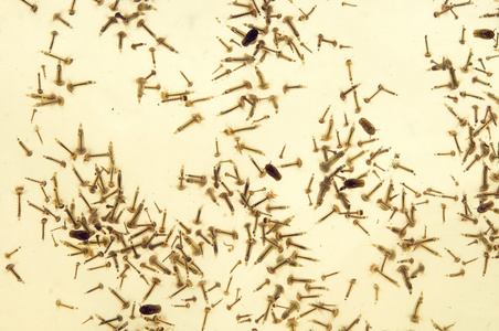 蚊子的幼虫图片