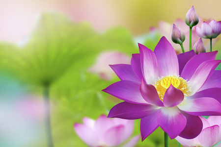 美丽的紫色莲花水厂 — — 莲花照片