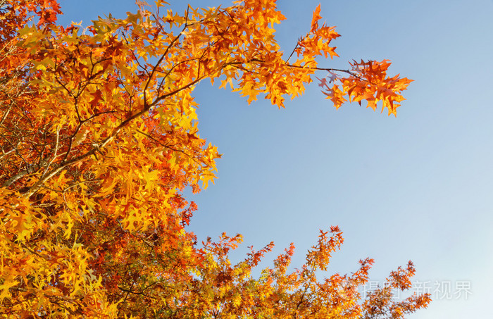 在秋日的阳光,蔚蓝的天空与灿烂的金秋叶照片-正版商用图片1gjncb-摄