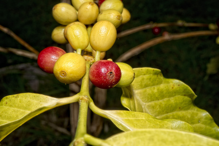 成熟的咖啡种子科纳夏威夷