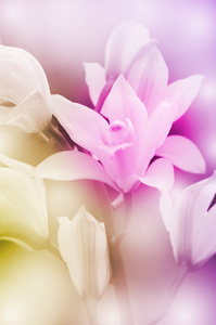封闭式的野生兰花的柔焦颜色作为背景进行筛选