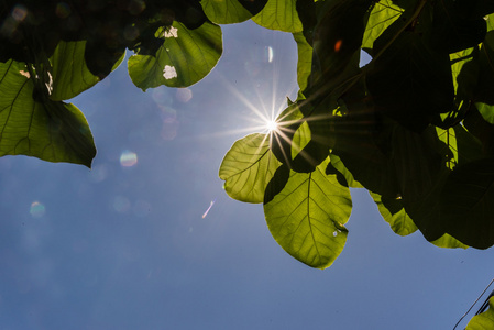 白桦树的树叶和太阳图片