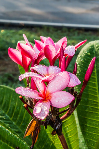 水滴和鸡蛋花热带花卉