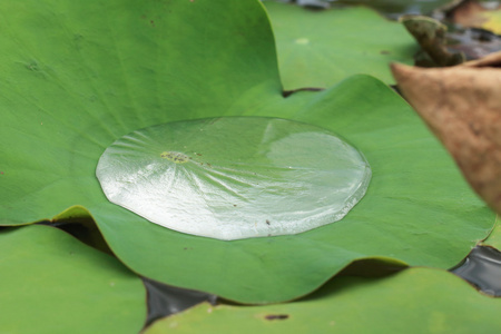 莲花叶背景上的水滴