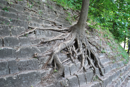 路面树根