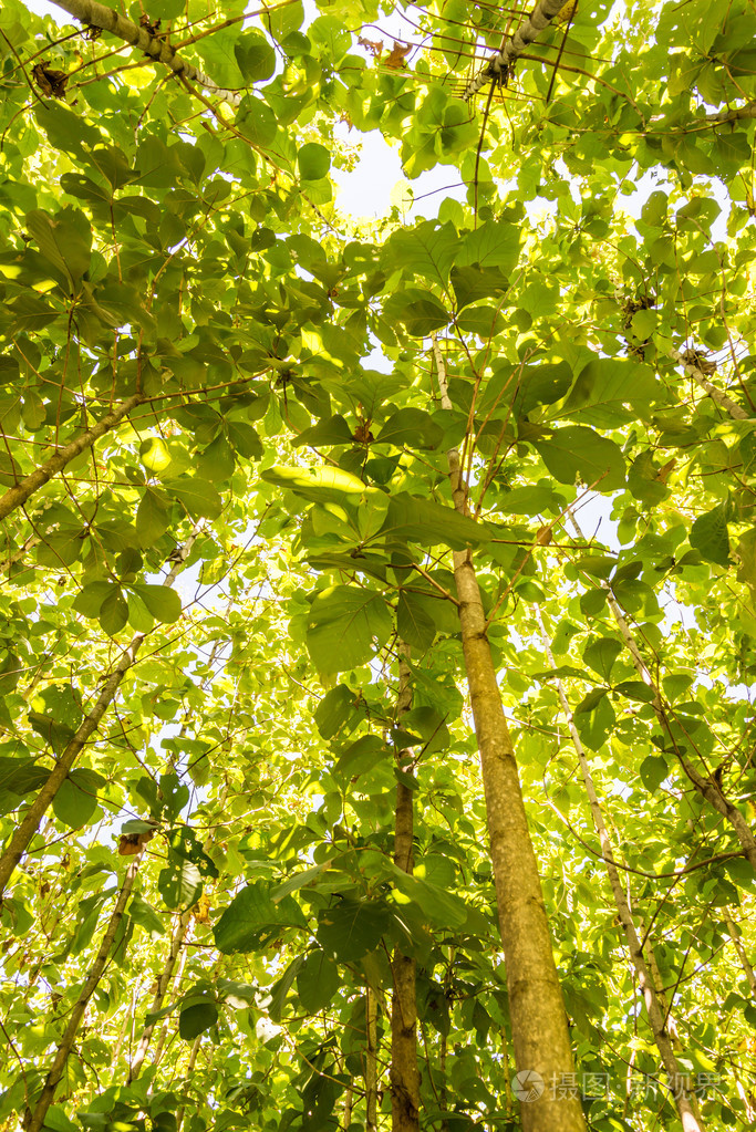 大的柚木树,绿色新鲜