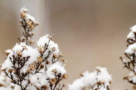 白雪皑皑的植物