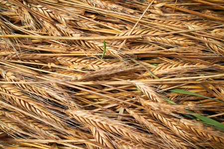 小麦背景