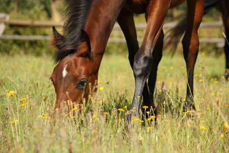 年轻的棕色小马驹在牧场上吃草