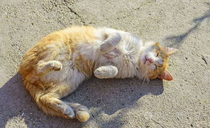 晒太阳的猫
