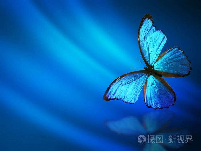 蓝色背景与蝴蝶