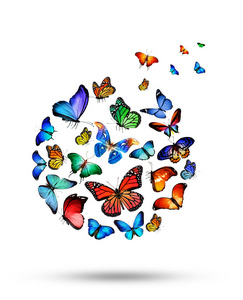 色彩艳丽的蝴蝶图片