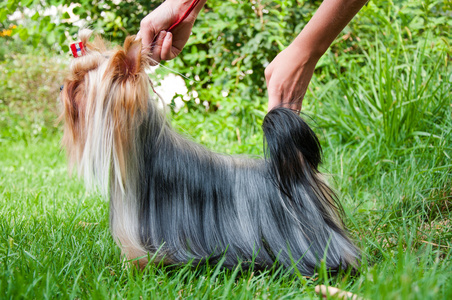 年轻的约克郡犬，在草地上